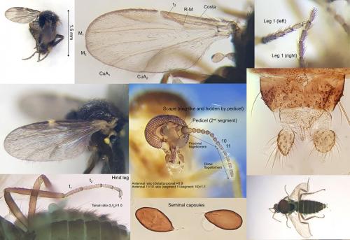 Réf. 293 122 : Forcipomyia bipunctata